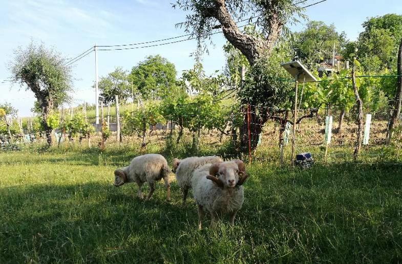 Wine House Rakar Pensionat Gračišče Eksteriør billede