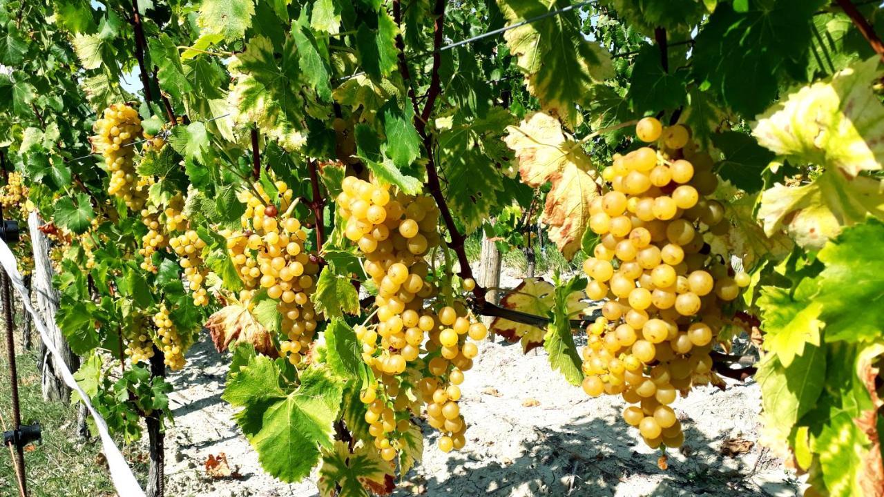 Wine House Rakar Pensionat Gračišče Eksteriør billede